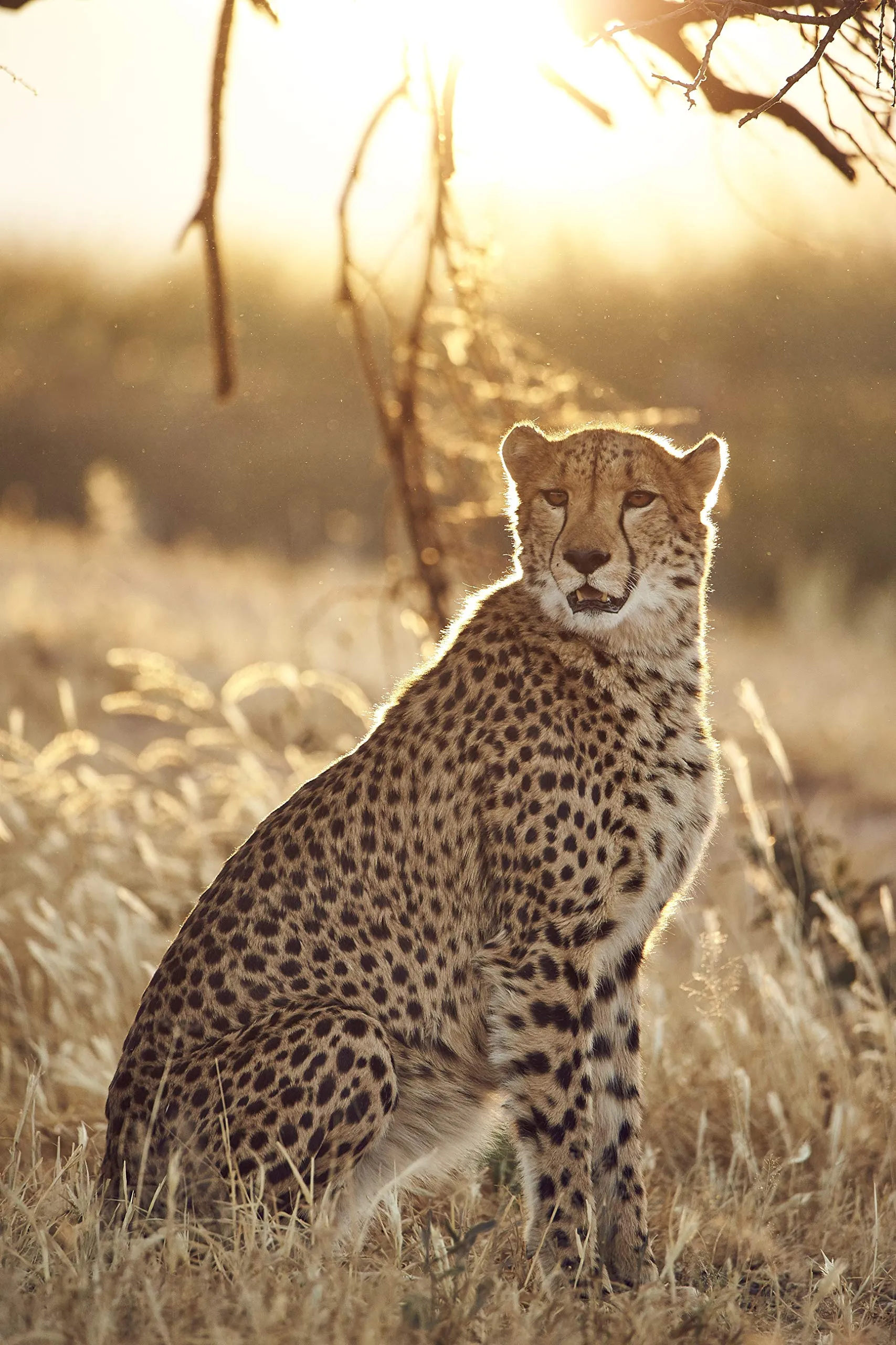 Tamron SP 150-600mm f/5-6,3 Di VC USD G2 Canon