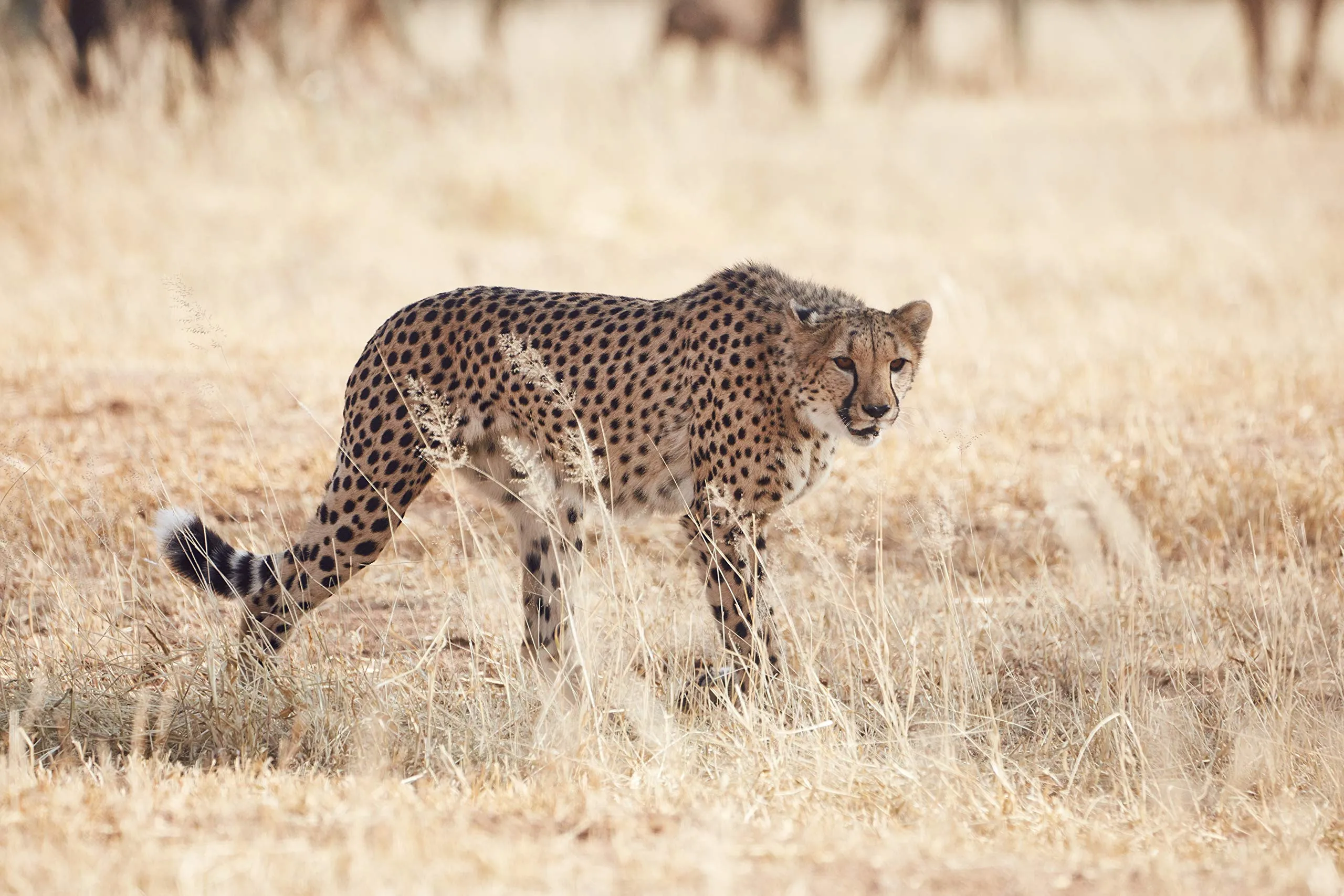 Tamron SP 150-600mm f/5-6,3 Di VC USD G2 Canon